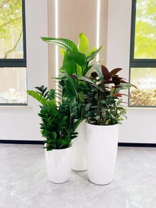 海曙盆景租摆设计><div class=